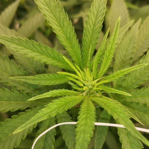 Grape Diamonds growlog timeline photo