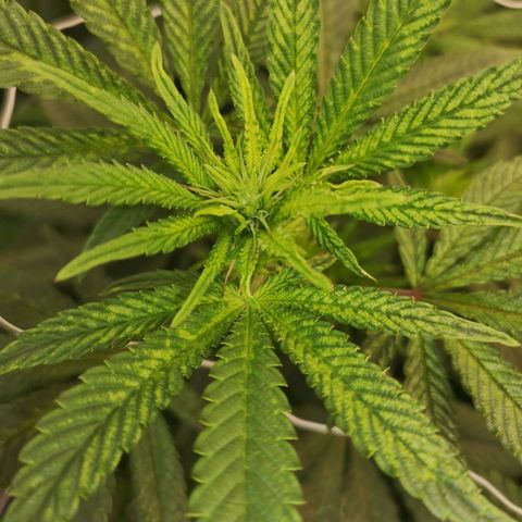 Grape Diamonds 2 growlog timeline photo