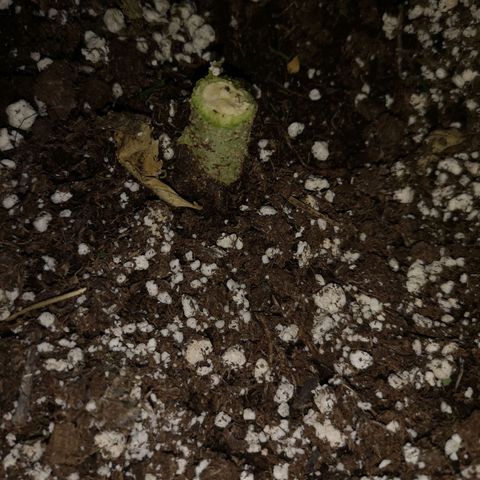 strawberry stomper growlog timeline photo