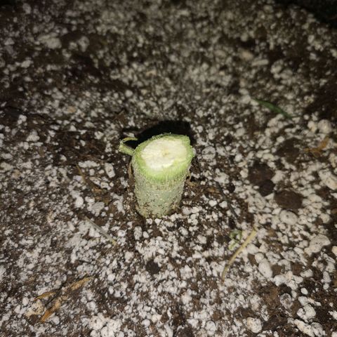 Forgotten cookies growlog timeline photo