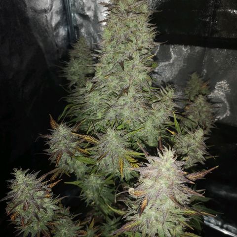 Mango smile growlog timeline photo