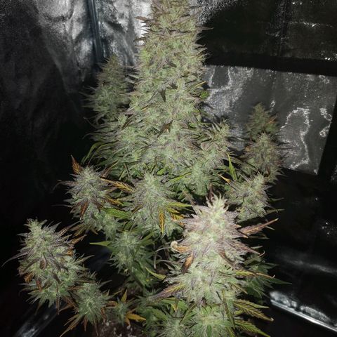Mango smile growlog timeline photo