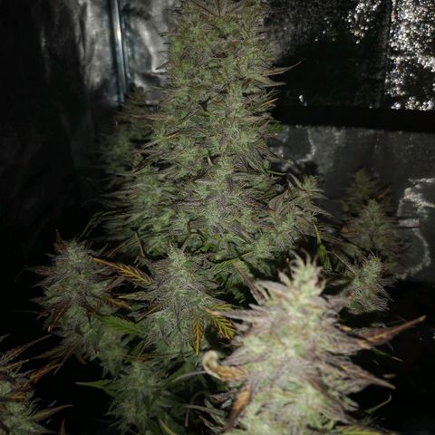 Mango smile growlog timeline photo