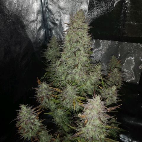 Mango smile growlog timeline photo
