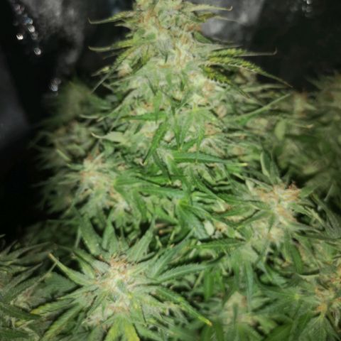 strawberry stomper growlog timeline photo