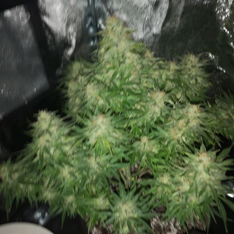 strawberry stomper growlog timeline photo