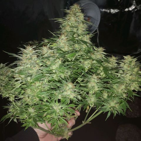 strawberry stomper growlog timeline photo