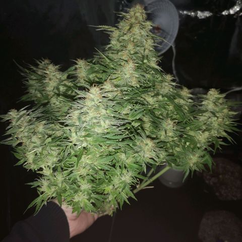 strawberry stomper growlog timeline photo