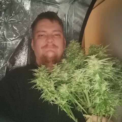 strawberry stomper growlog timeline photo