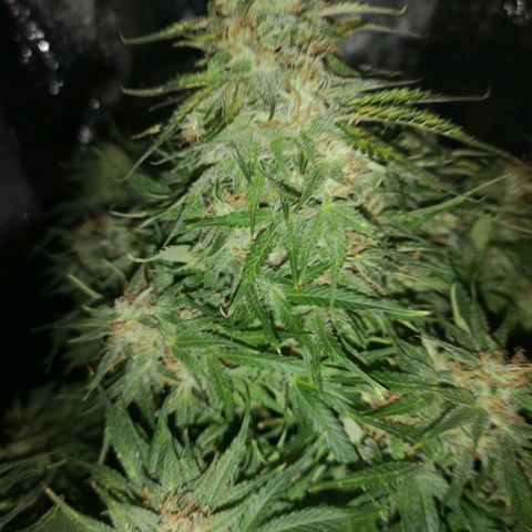 strawberry stomper growlog timeline photo