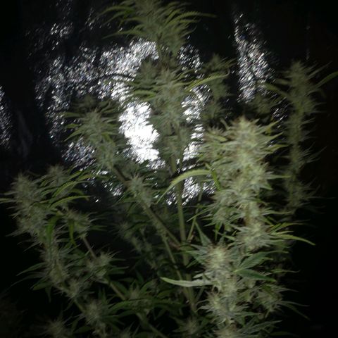 Forgotten cookies growlog timeline photo