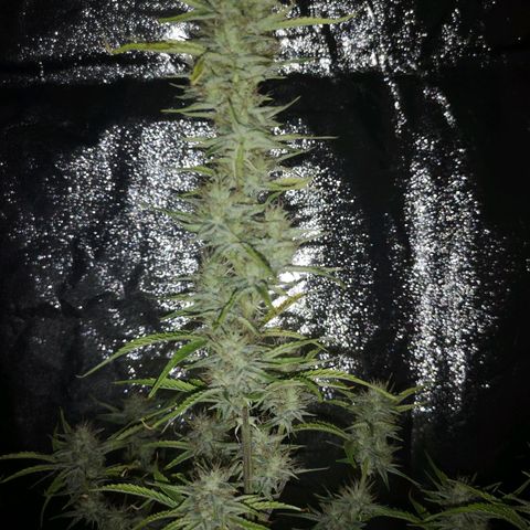 Forgotten cookies growlog timeline photo