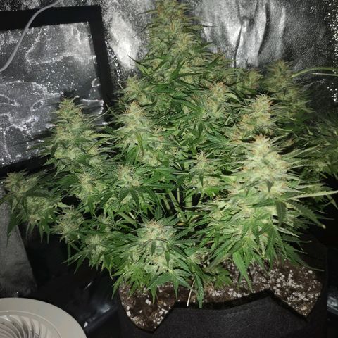 strawberry stomper growlog timeline photo