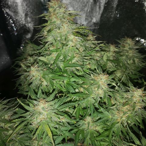 strawberry stomper growlog timeline photo