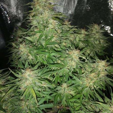 strawberry stomper growlog timeline photo