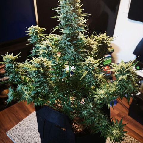 Sour crinkle growlog timeline photo