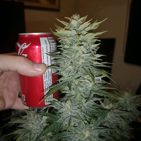 Sour crinkle growlog timeline photo