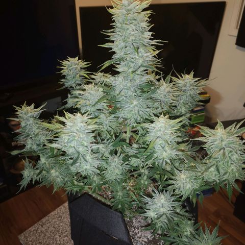 Sour crinkle growlog timeline photo