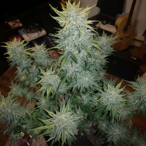 Sour crinkle growlog timeline photo