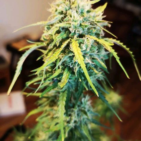 Hubbabubba haze myco growlog timeline photo