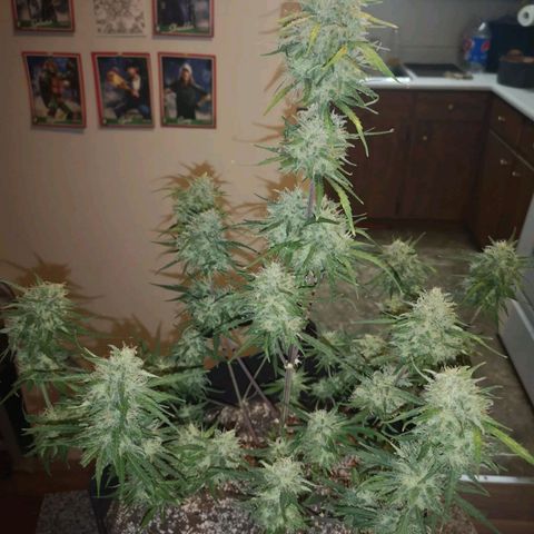 Hubbabubba haze myco growlog timeline photo
