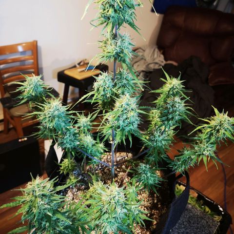 Hubbabubba haze myco growlog timeline photo