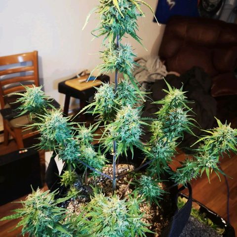 Hubbabubba haze myco growlog timeline photo