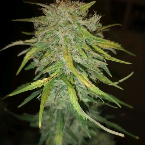 Hubbabubba haze myco growlog timeline photo