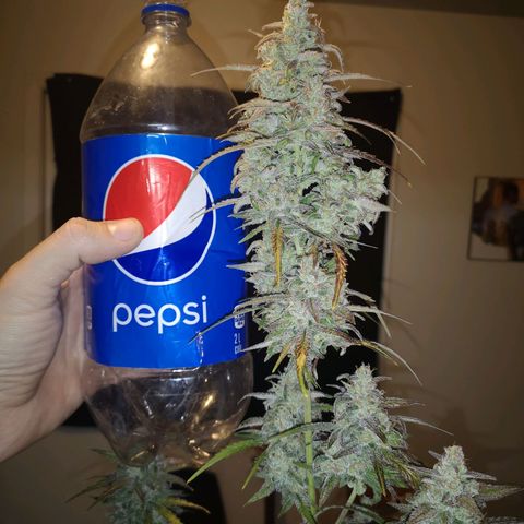 Ripleys og growlog timeline photo