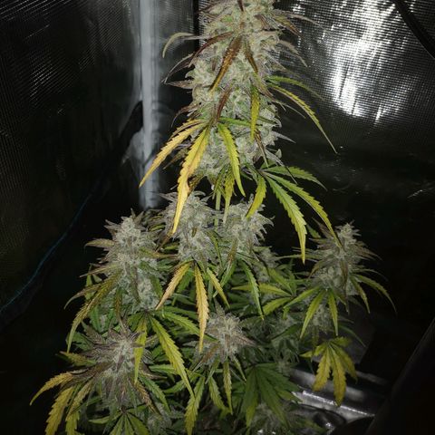 Ripleys og growlog timeline photo