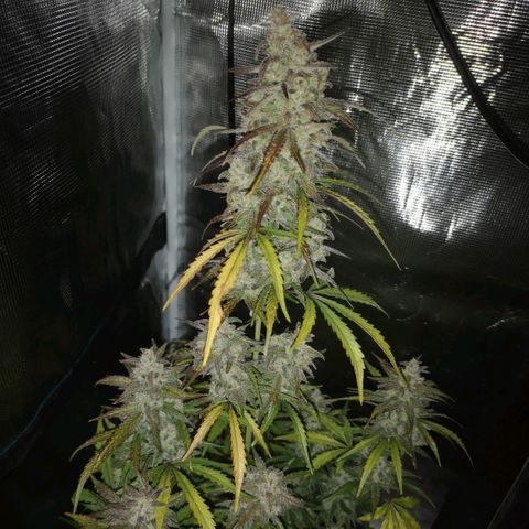Ripleys og growlog timeline photo