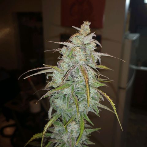Ripleys og growlog timeline photo