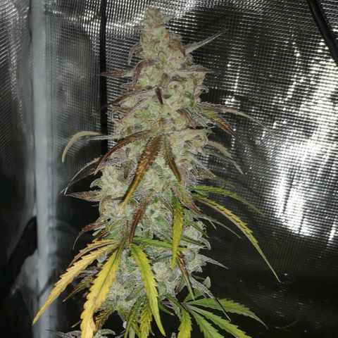 Ripleys og growlog timeline photo