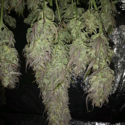 Mango smile growlog timeline photo