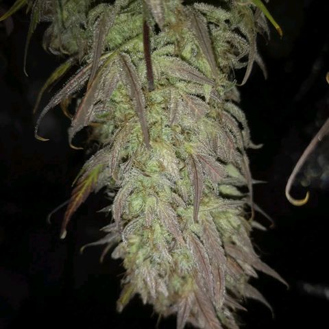Mango smile growlog timeline photo