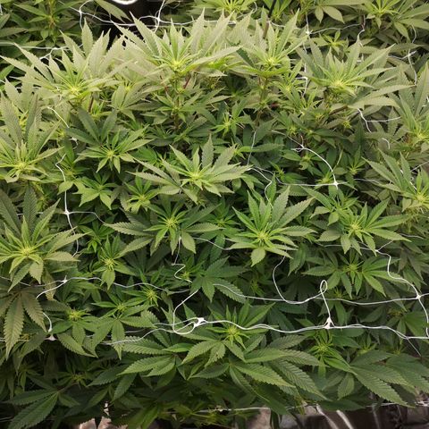 wedding cake growlog timeline photo