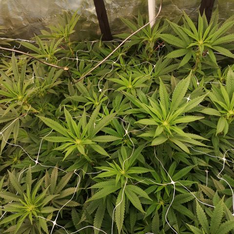wedding cake 2 growlog timeline photo