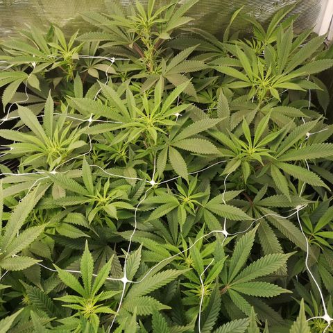 Wedding cake 3 growlog timeline photo