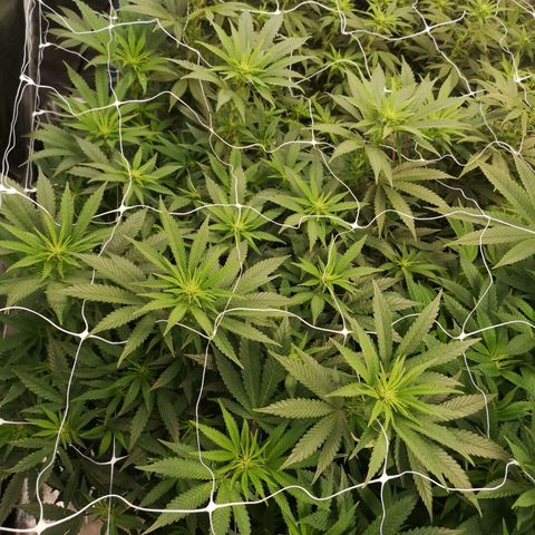 Grape Diamonds growlog timeline photo