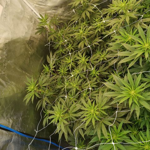 Grape Diamonds 2 growlog timeline photo