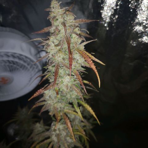 Ripleys og growlog timeline photo