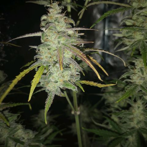 Ripleys og growlog timeline photo