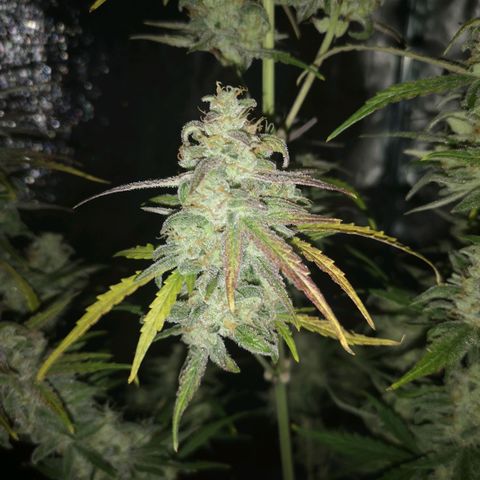 Ripleys og growlog timeline photo