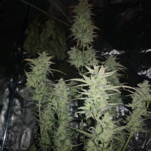 Ripleys og growlog timeline photo