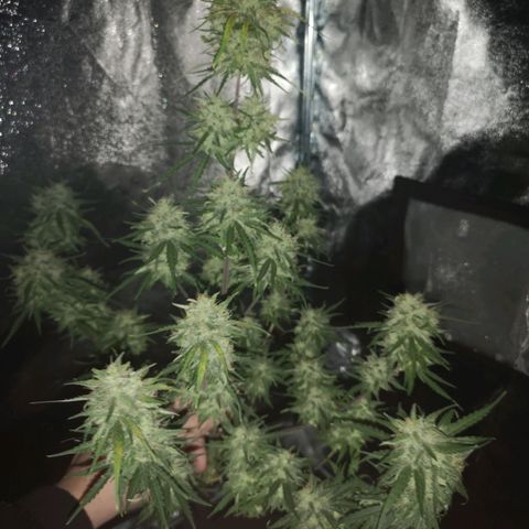 Hubbabubba haze myco growlog timeline photo