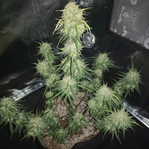 Hubbabubba haze myco growlog timeline photo