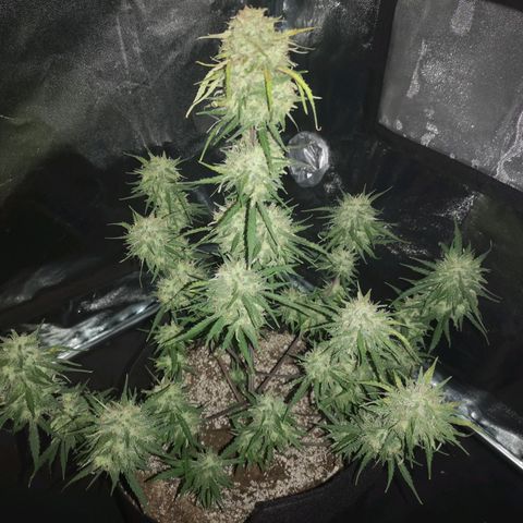 Hubbabubba haze myco growlog timeline photo