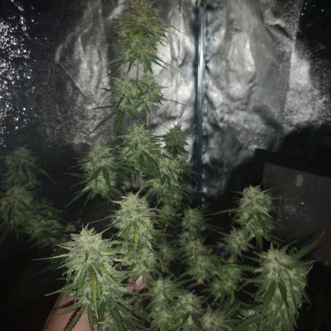 Hubbabubba haze myco growlog timeline photo