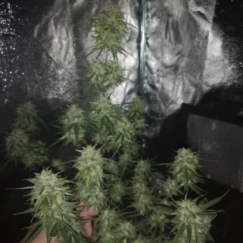 Hubbabubba haze myco growlog timeline photo