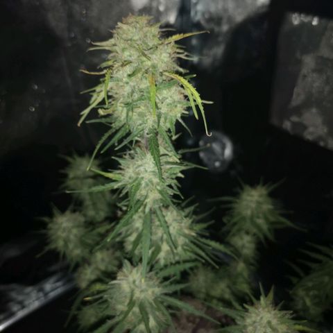 Hubbabubba haze myco growlog timeline photo